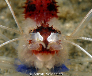 Banded Coral Shrimp by Suzan Meldonian 